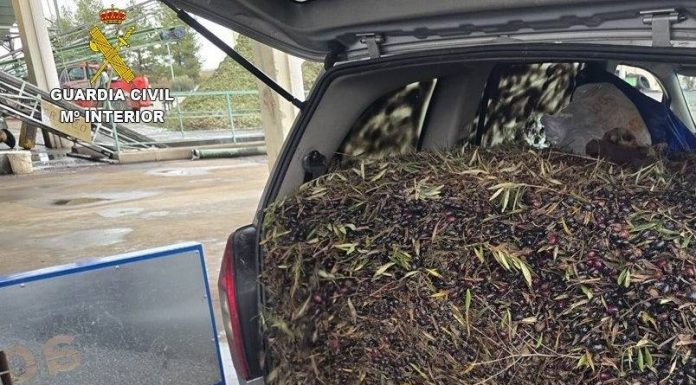 Detenidas dos personas por la receptación de más de 131.000 kilos de aceituna robada en Castilla-La Mancha robo aceitunas