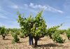 Trabajan en recuperar variedades de uva de Castilla-La Mancha casi perdidas: Mizancho, Churriago, Moribel, Tinto fragoso, Zurieles, Maquías… uva de Castilla-La Mancha