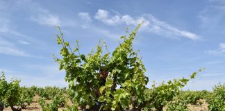 Trabajan en recuperar variedades de uva de Castilla-La Mancha casi perdidas: Mizancho, Churriago, Moribel, Tinto fragoso, Zurieles, Maquías… uva de Castilla-La Mancha