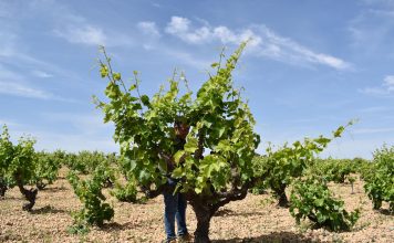 Trabajan en recuperar variedades de uva de Castilla-La Mancha casi perdidas: Mizancho, Churriago, Moribel, Tinto fragoso, Zurieles, Maquías… uva de Castilla-La Mancha