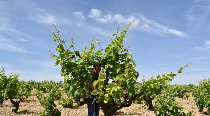 Trabajan en recuperar variedades de uva de Castilla-La Mancha casi perdidas: Mizancho, Churriago, Moribel, Tinto fragoso, Zurieles, Maquías… uva de Castilla-La Mancha