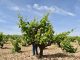 Trabajan en recuperar variedades de uva de Castilla-La Mancha casi perdidas: Mizancho, Churriago, Moribel, Tinto fragoso, Zurieles, Maquías… uva de Castilla-La Mancha