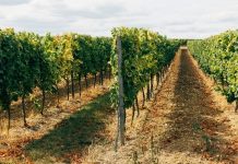 La vendimia en verde gana peso ante el excedente de vino en el mercado viñas