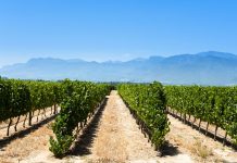 Unión de Uniones insta al Ministerio de Agricultura a defender al sector vitivinícola como hace Francia