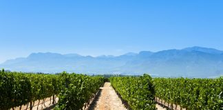 Unión de Uniones insta al Ministerio de Agricultura a defender al sector vitivinícola como hace Francia