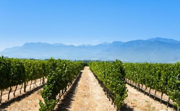 Unión de Uniones insta al Ministerio de Agricultura a defender al sector vitivinícola como hace Francia
