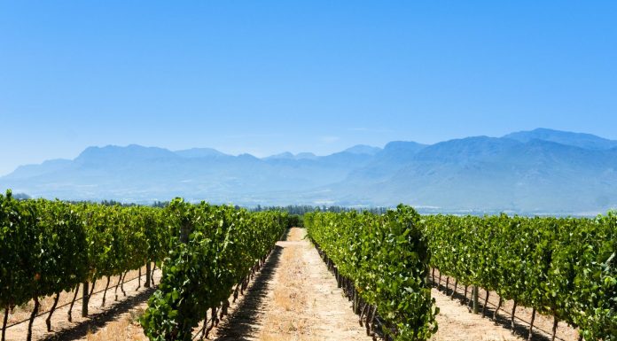 El Gobierno modifica la normativa sobre potencial vitícola y autorizaciones de viñedos viñas