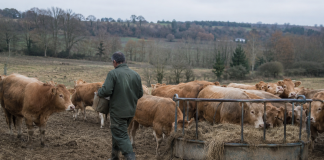 Unión de Uniones contradice la optimista visión del Gobierno sobre el sector de vacuno de carne vacuno de carne