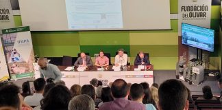 Presentan tres nuevas variedades de olivo resistentes a la verticilosis presentación olivar