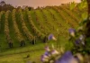 Alerta por riesgo de hongos en viñedo en el periodo de floración-cuajado viñedo