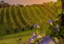 Alerta por riesgo de hongos en viñedo en el periodo de floración-cuajado viñedo