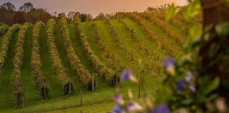 Alerta por riesgo de hongos en viñedo en el periodo de floración-cuajado viñedo
