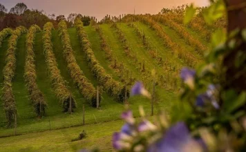 Alerta por riesgo de hongos en viñedo en el periodo de floración-cuajado viñedo