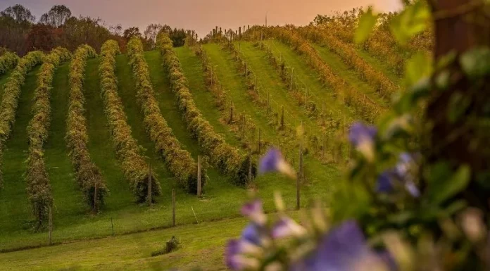 Alerta por riesgo de hongos en viñedo en el periodo de floración-cuajado viñedo
