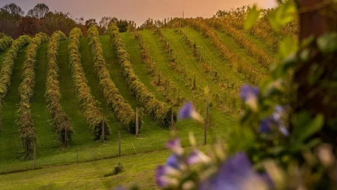 viñedo