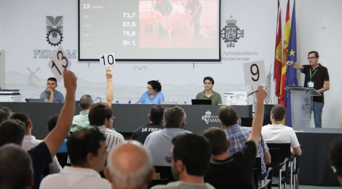 Los ejemplares más valiosos de la subasta de raza ovina manchega de Fercam superan los 2.000 euros subasta de raza ovina manchega