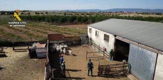 Vídeo. Detenido por tener 228 cabezas de ganado sin control sanitario en un pueblo de Toledo Operación Alkharuf