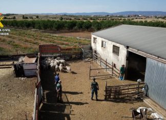 Vídeo. Detenido por tener 228 cabezas de ganado sin control sanitario en un pueblo de Toledo Operación Alkharuf
