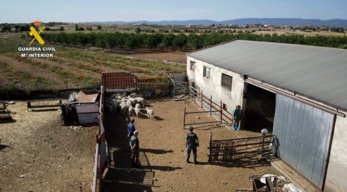Vídeo. Detenido por tener 228 cabezas de ganado sin control sanitario en un pueblo de Toledo Operación Alkharuf