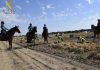 La Guardia Civil vigilará a caballo la campaña del ajo en Albacete Guardia Civil a caballo