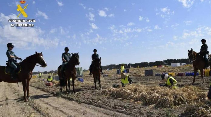 La Guardia Civil vigilará a caballo la campaña del ajo en Albacete Guardia Civil a caballo