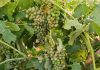 Granizo y viento arrasan diversas zonas de cultivos de Castilla-La Mancha granizo viñedo