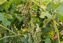 Granizo y viento arrasan diversas zonas de cultivos de Castilla-La Mancha granizo viñedo