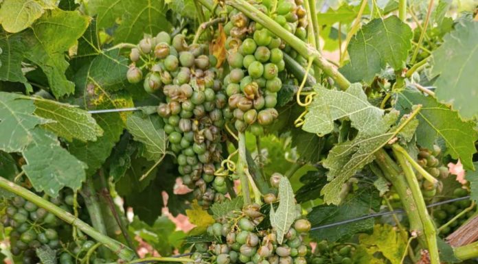 Granizo y viento arrasan diversas zonas de cultivos de Castilla-La Mancha granizo viñedo