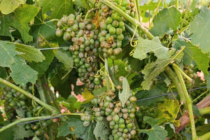 granizo viñedo