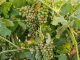 Granizo y viento arrasan diversas zonas de cultivos de Castilla-La Mancha granizo viñedo