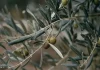 El olivar de Jaén acumula hasta veinte días de retraso por las lluvias de primavera olivar de Jaén