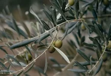 El olivar de Jaén acumula hasta veinte días de retraso por las lluvias de primavera olivar de Jaén