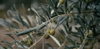 El olivar de Jaén acumula hasta veinte días de retraso por las lluvias de primavera olivar de Jaén