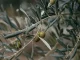 El olivar de Jaén acumula hasta veinte días de retraso por las lluvias de primavera olivar de Jaén
