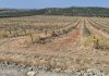El gusano cabezudo diezma los almendros de una provincia andaluza almendros
