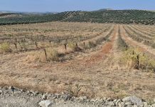 El gusano cabezudo diezma los almendros de una provincia andaluza almendros