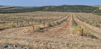 El gusano cabezudo diezma los almendros de una provincia andaluza almendros