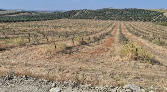 El gusano cabezudo diezma los almendros de una provincia andaluza almendros