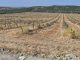 El gusano cabezudo diezma los almendros de una provincia andaluza almendros