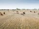 UPA reivindica que la agricultura y ganadería familiar son los pilares fundamentales para detener la desertificación barbecho