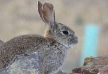 WWF pide a la Junta de Castilla-La Mancha un plan integral para frenar el declive del conejo de monte conejo de monte