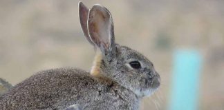 WWF pide a la Junta de Castilla-La Mancha un plan integral para frenar el declive del conejo de monte conejo de monte