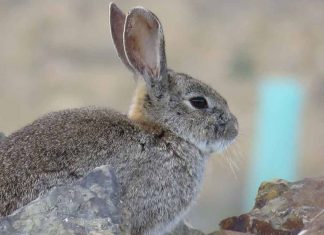 WWF pide a la Junta de Castilla-La Mancha un plan integral para frenar el declive del conejo de monte conejo de monte