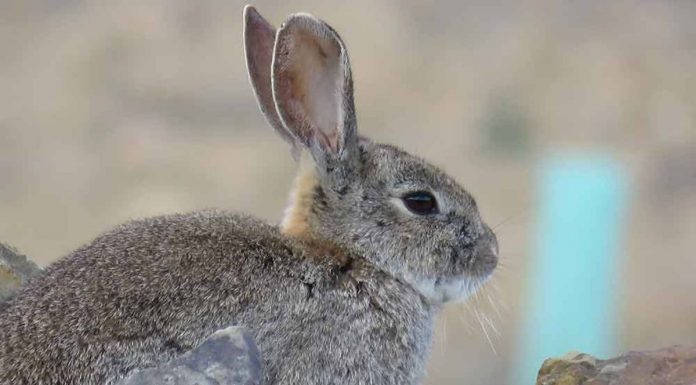 WWF pide a la Junta de Castilla-La Mancha un plan integral para frenar el declive del conejo de monte conejo de monte