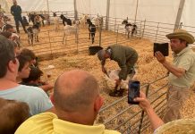 Porzuna vive una jornada vibrante en FERDUQUE 2026 con deporte, cultura, gastronomía y tradición FERDUQUE 2026