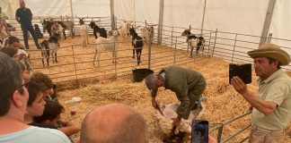 Porzuna vive una jornada vibrante en FERDUQUE 2026 con deporte, cultura, gastronomía y tradición FERDUQUE 2026