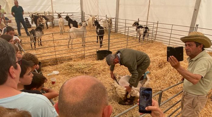 Porzuna vive una jornada vibrante en FERDUQUE 2026 con deporte, cultura, gastronomía y tradición FERDUQUE 2026