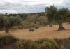 La “no nascencia” deja sin indemnización los daños de fauna salvaje en semillas y plántulas fauna salvaje