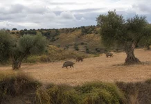 La “no nascencia” deja sin indemnización los daños de fauna salvaje en semillas y plántulas fauna salvaje