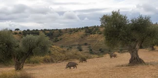La “no nascencia” deja sin indemnización los daños de fauna salvaje en semillas y plántulas fauna salvaje
